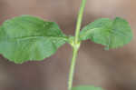 Common gypsyweed